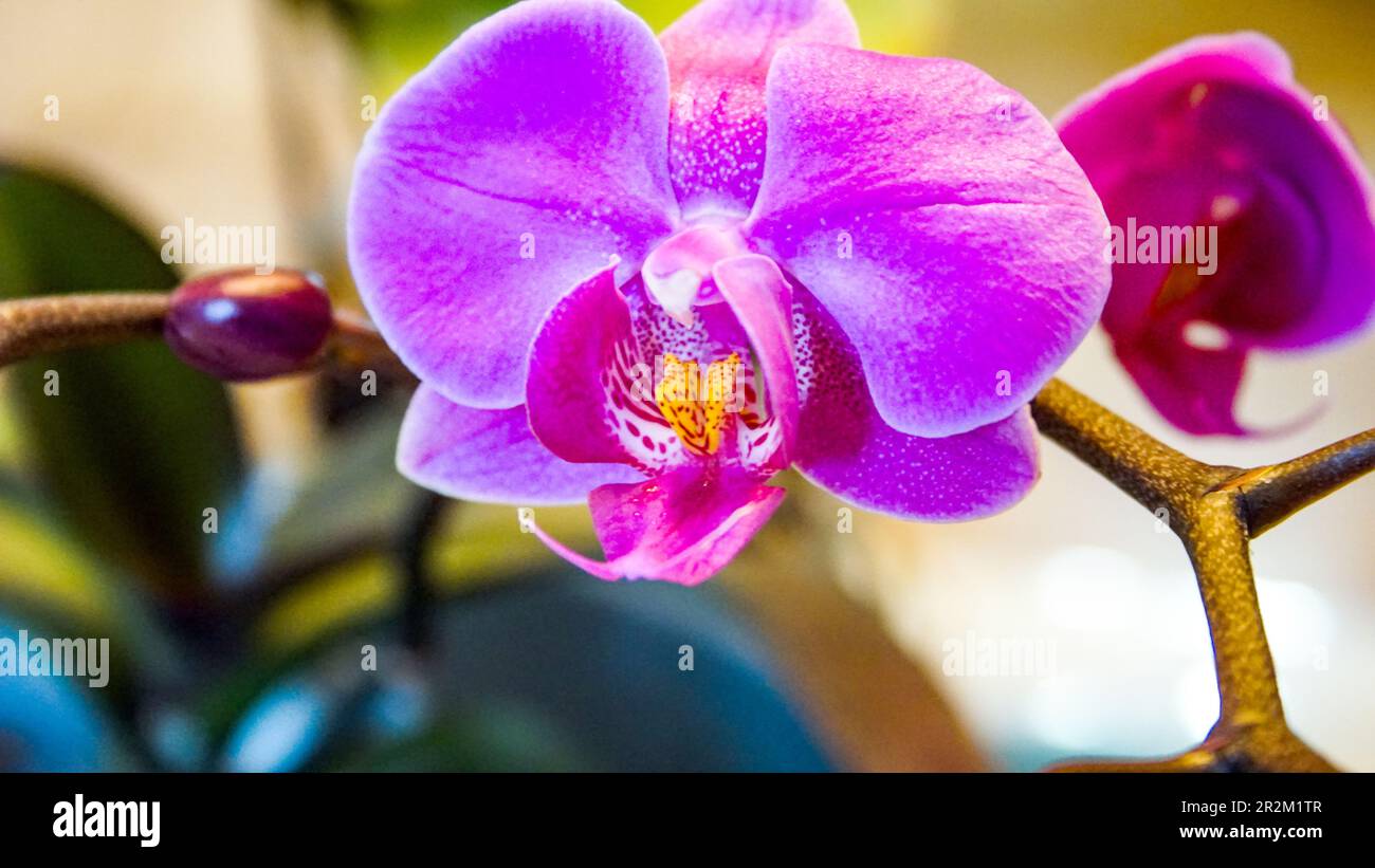 Beautiful Purple and White Moth Orchid ,phalaenopsis, close up Stock Photo