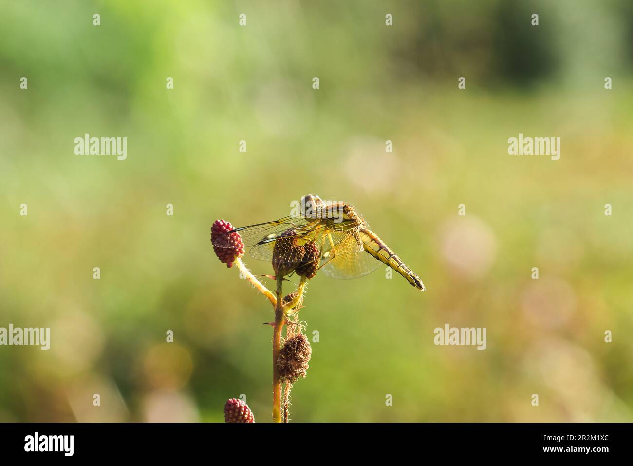 Yellow dragonflies are on the pollen of red flowers in nature Stock ...