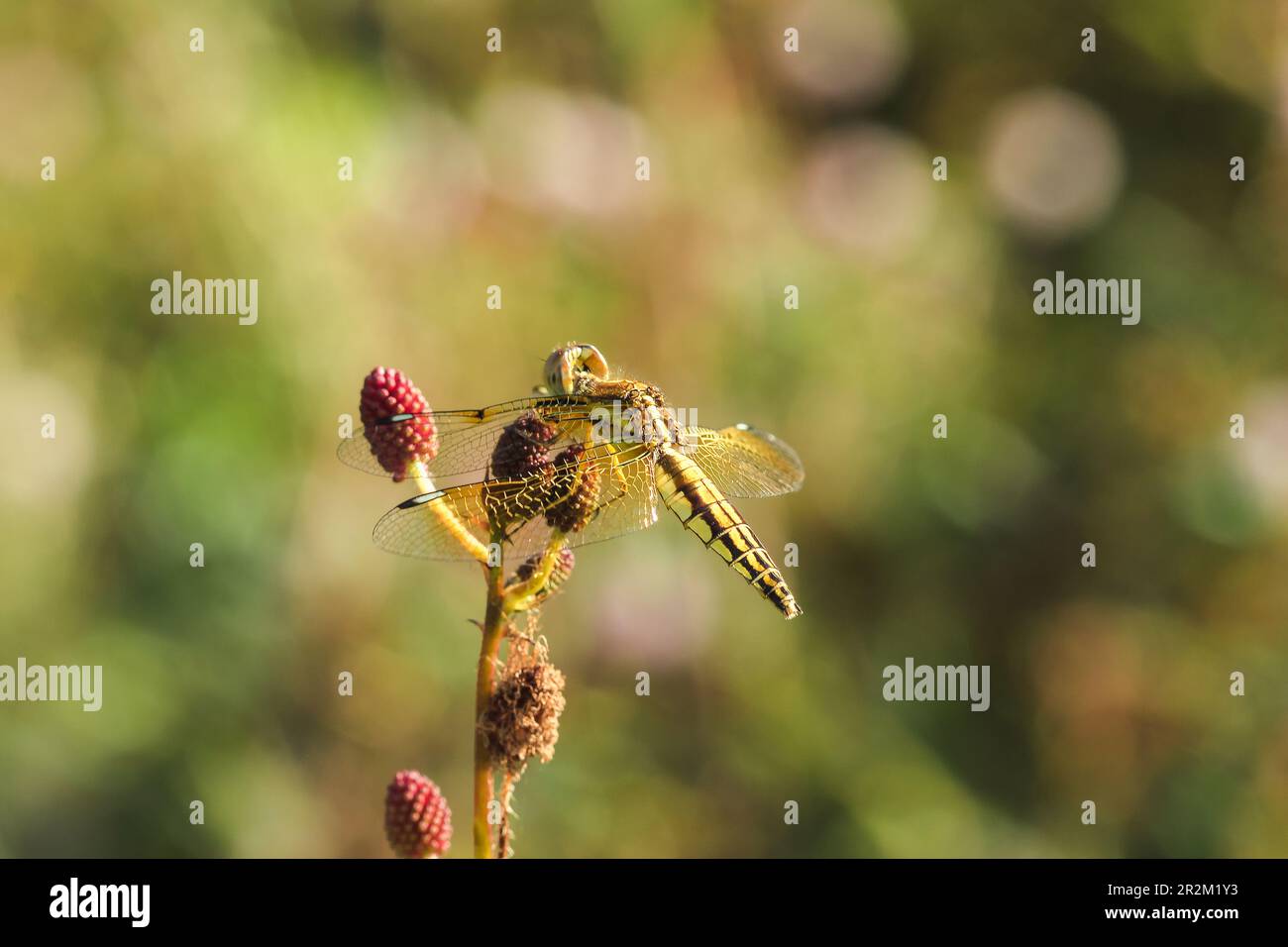 Yellow dragonflies are on the pollen of red flowers in nature Stock ...