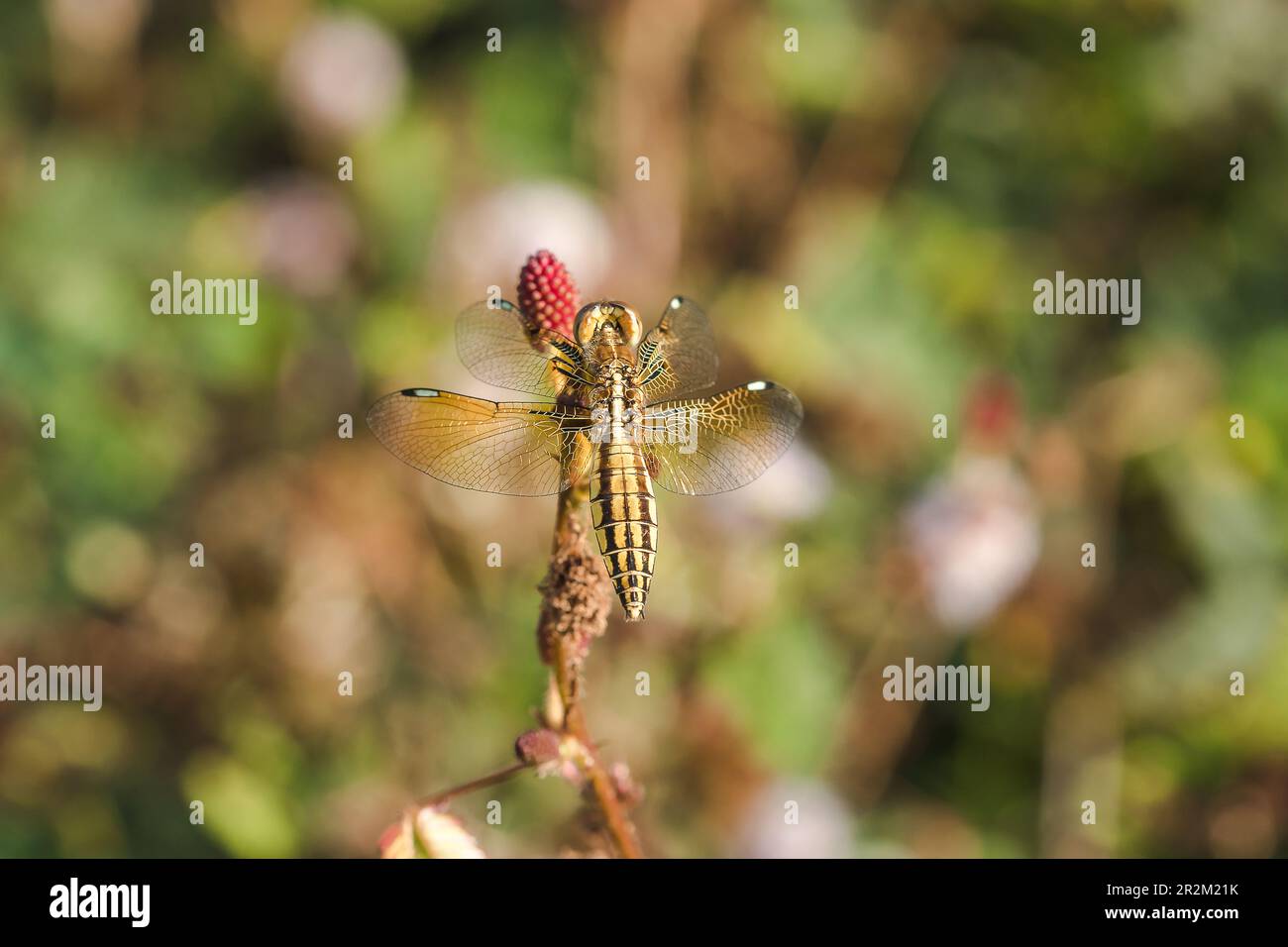 Yellow dragonflies are on the pollen of red flowers in nature Stock ...