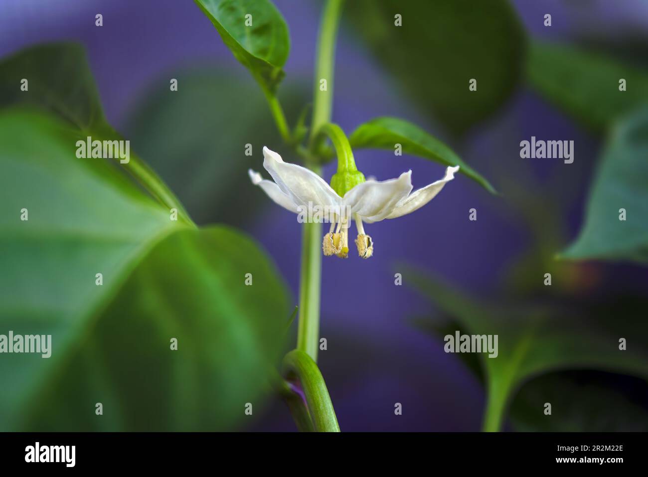A flower of a cayenne pepper plant Capsicum annuum. Cayenne pepper