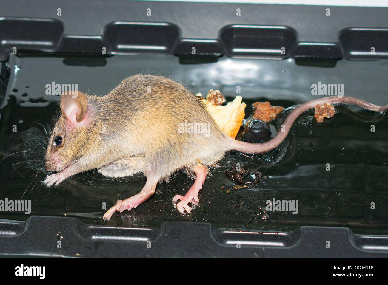 Dead mouse in glue trap Stock Photo - Alamy