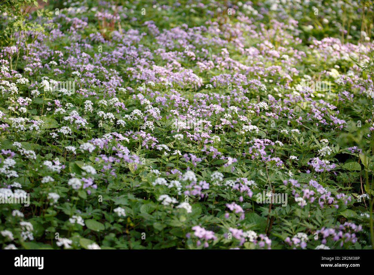 Arabis caucasica. Arabis alpina, mountain rockcress or alpine rock cress. White arabis caucasica flowers growing in the forest. Floral background. Gar Stock Photo