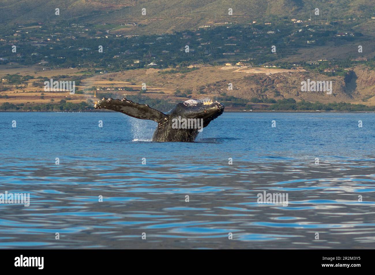 Humpback whale breaching. Lahaina, Maui, Hawaii Stock Photo - Alamy