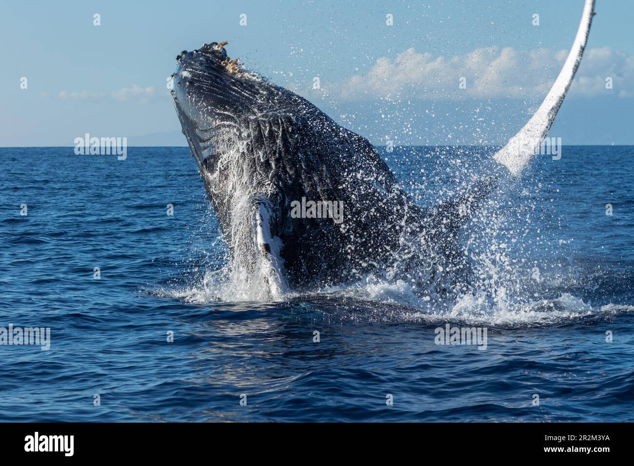Humpback whale breaching. Lahaina, Maui, Hawaii Stock Photo - Alamy