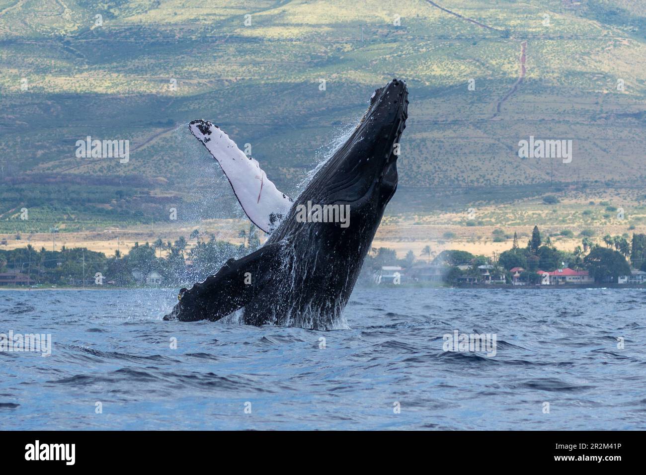 Humpback whale breaching. Lahaina, Maui, Hawaii Stock Photo - Alamy