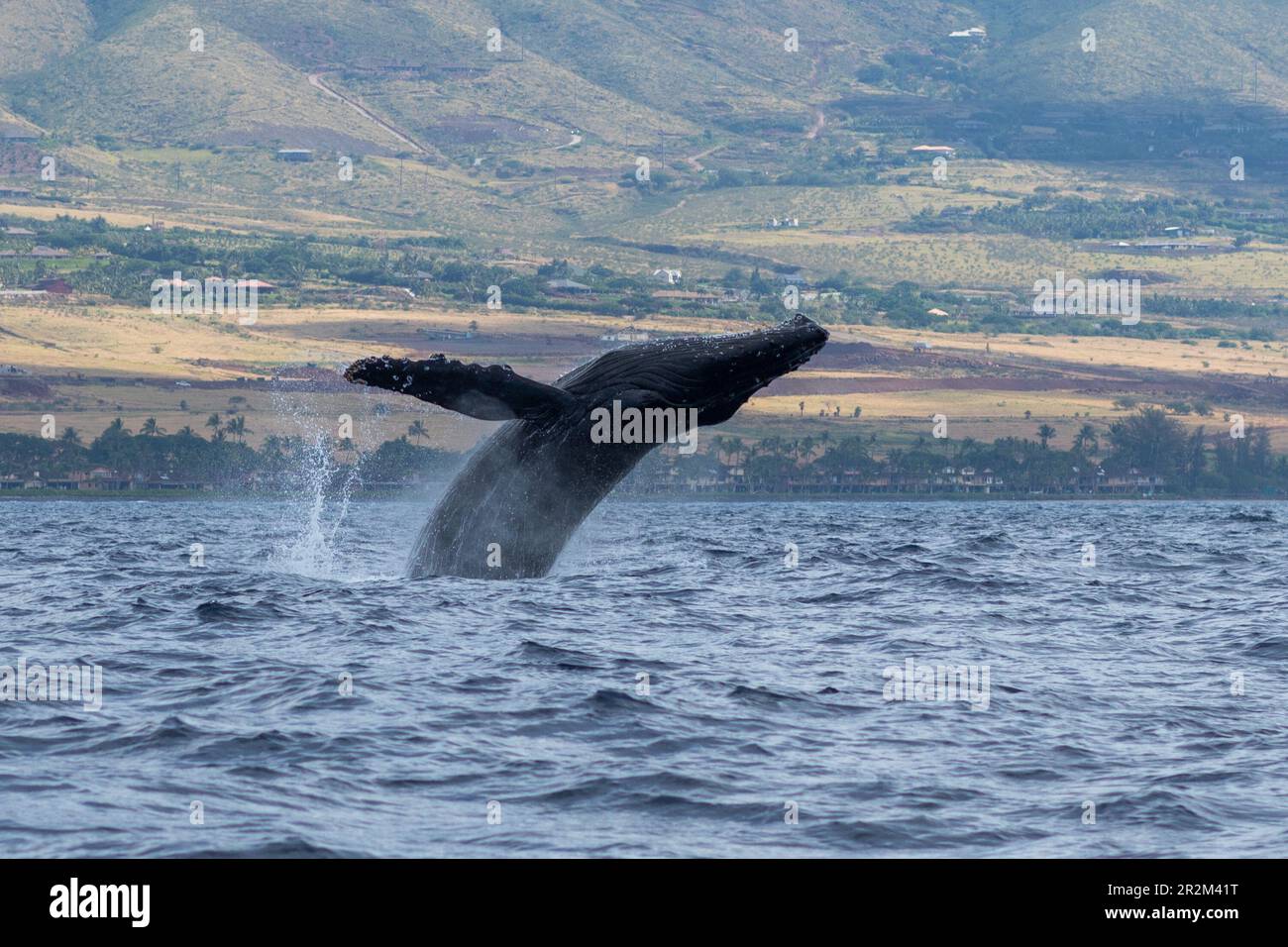 Humpback whale breaching. Lahaina, Maui, Hawaii Stock Photo - Alamy