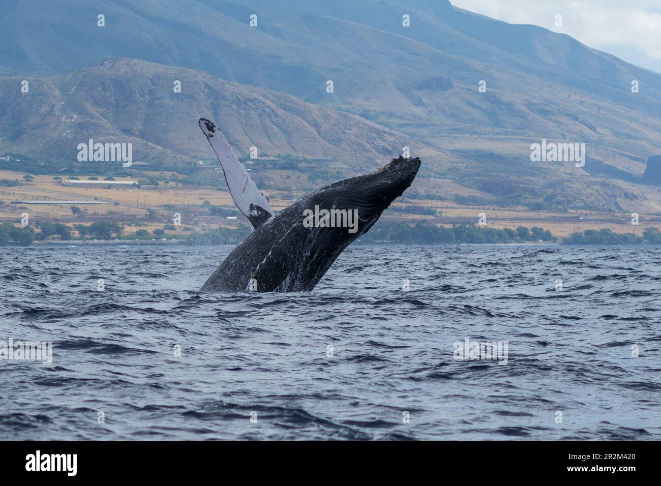 Humpback whale breaching. Lahaina, Maui, Hawaii Stock Photo - Alamy