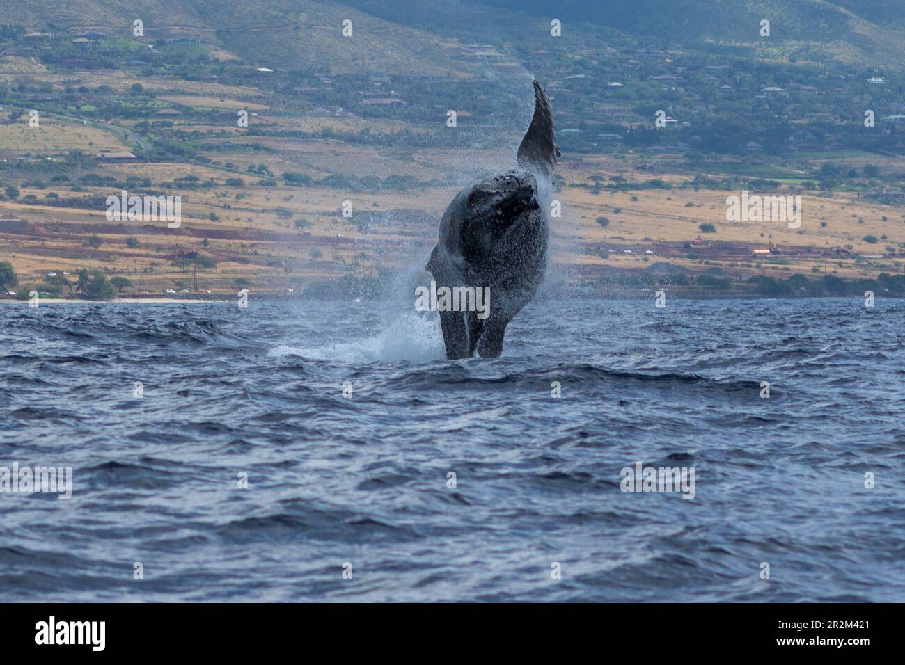 Humpback whale breaching. Lahaina, Maui, Hawaii Stock Photo - Alamy