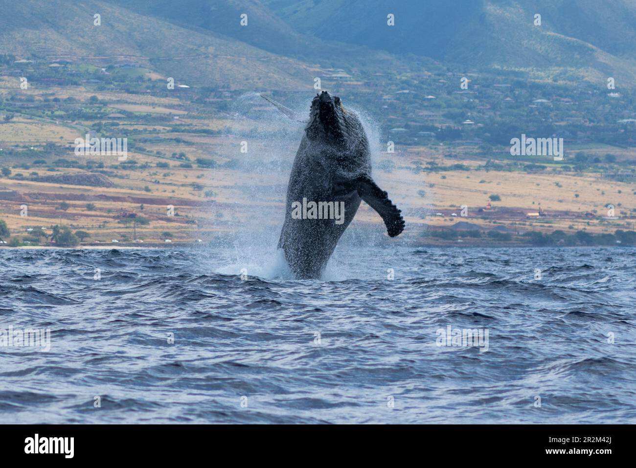 Humpback whale hawaii breaching hi-res stock photography and images - Alamy