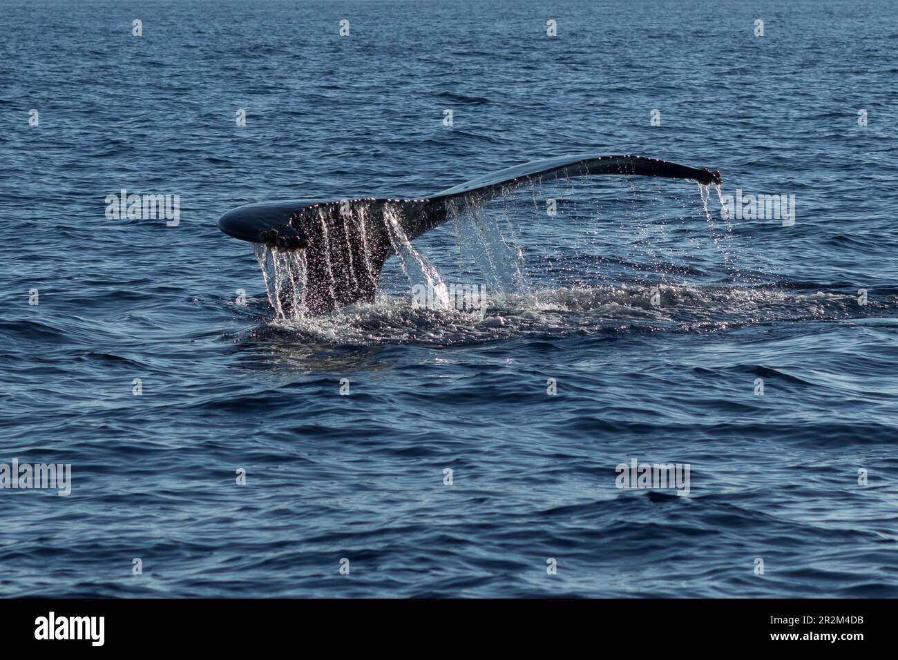 Humpback whale tail fluke. Lahaina, Maui, Hawaii Stock Photo - Alamy