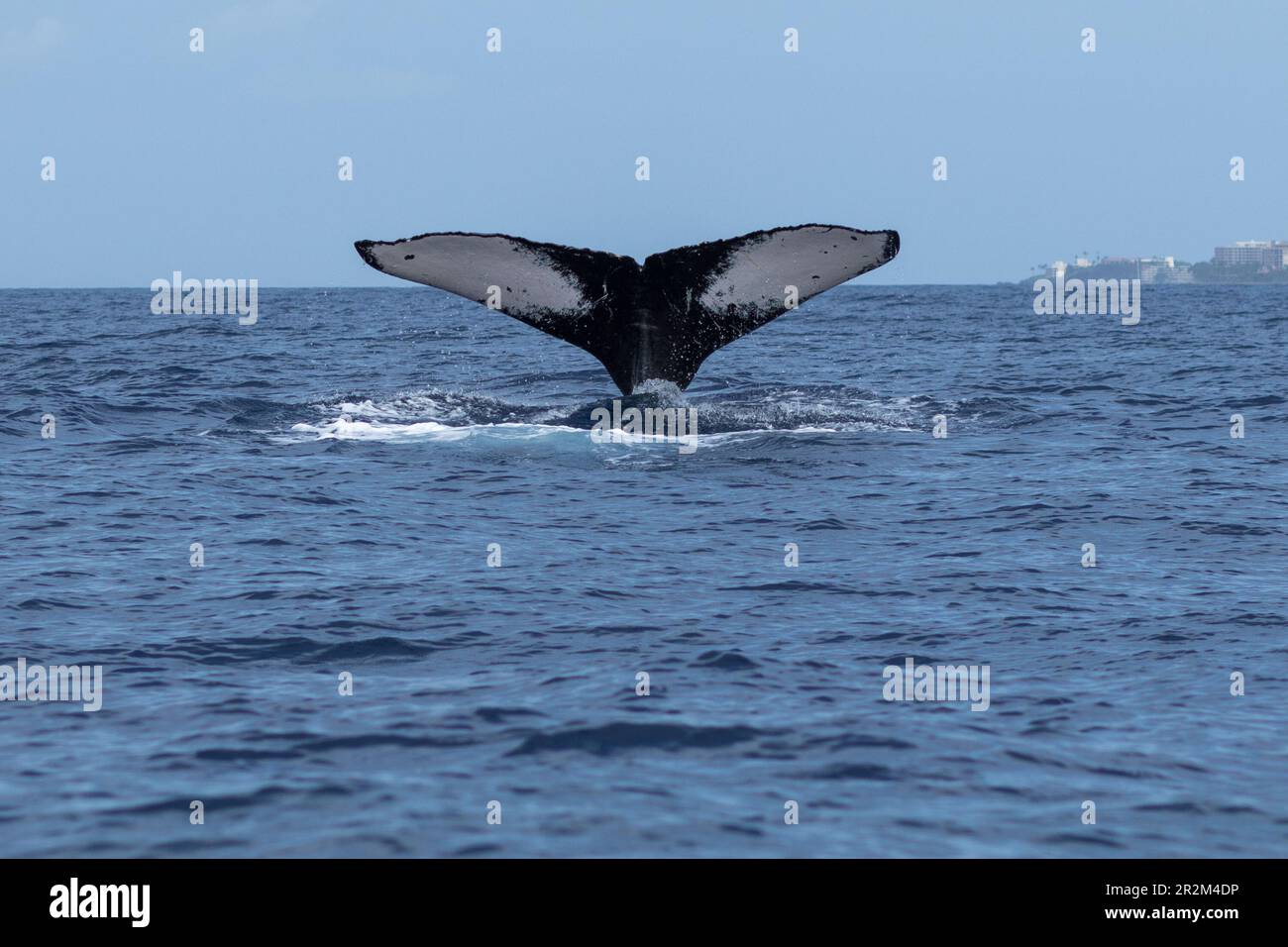Humpback whale tail fluke. Lahaina, Maui, Hawaii Stock Photo