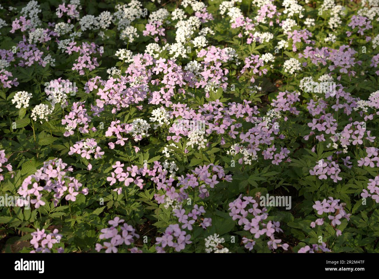 Pink and white Arabis caucasica. Arabis alpina, mountain rockcress or alpine rock cress. White arabis caucasica flowers growing in the forest. Gardeni Stock Photo