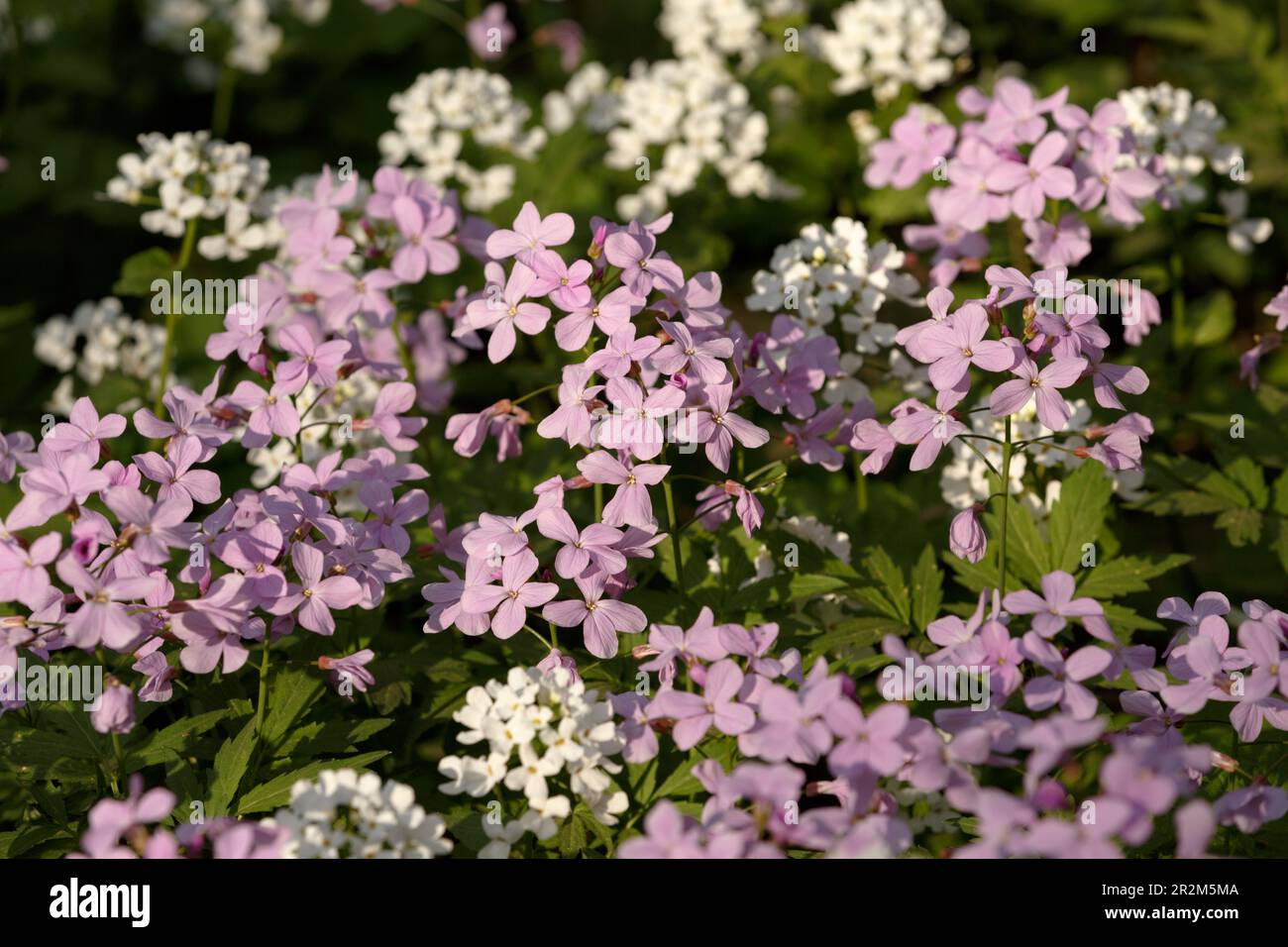 Pink and white Arabis caucasica. Arabis alpina, mountain rockcress or alpine rock cress. White arabis caucasica flowers growing in the forest. Floral Stock Photo