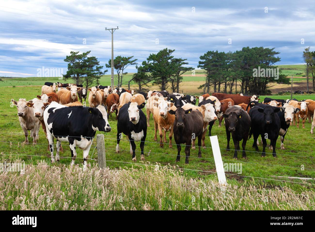 Rree range cattle in a pasture at South Island of New Zealand Stock