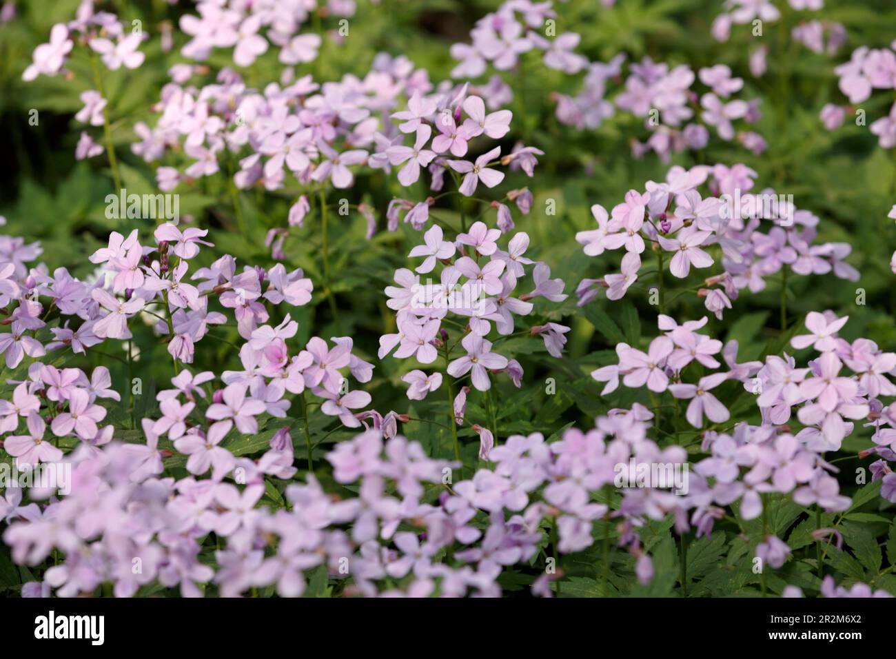 Pink Arabis caucasica. Arabis alpina, mountain rockcress or alpine rock cress. White arabis caucasica flowers growing in the forest. Floral background Stock Photo