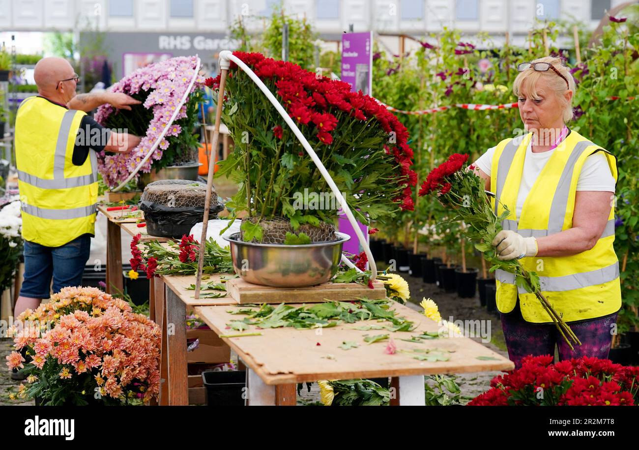 Preparations of chrysanthemums get underway at the John Peace