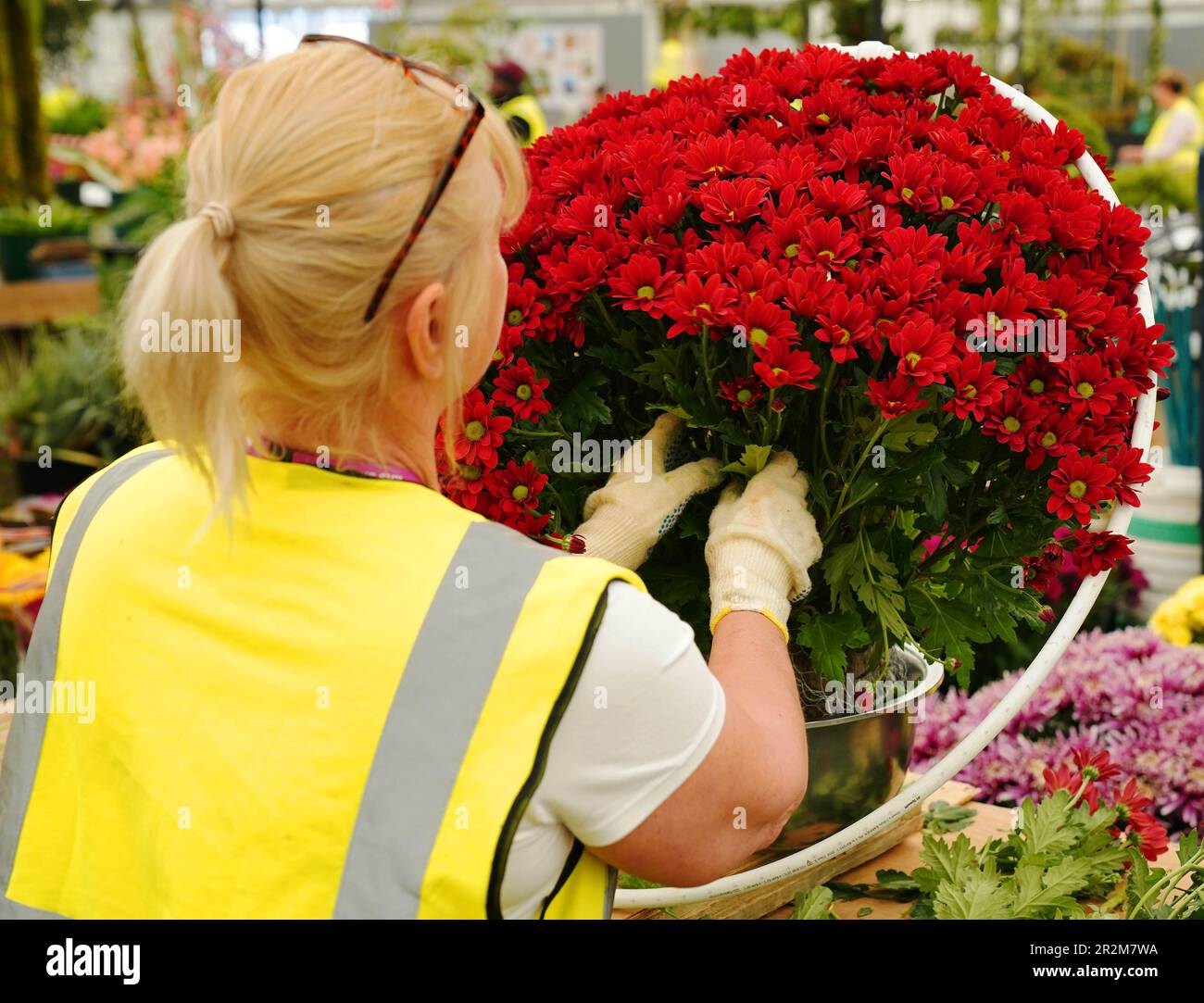 Preparations of chrysanthemums get underway at the John Peace