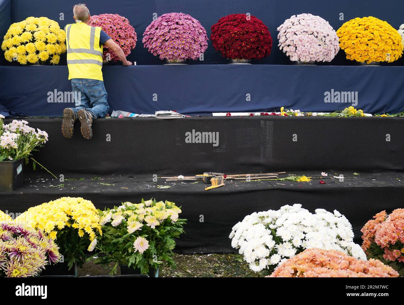 Preparations of chrysanthemums get underway at the John Peace