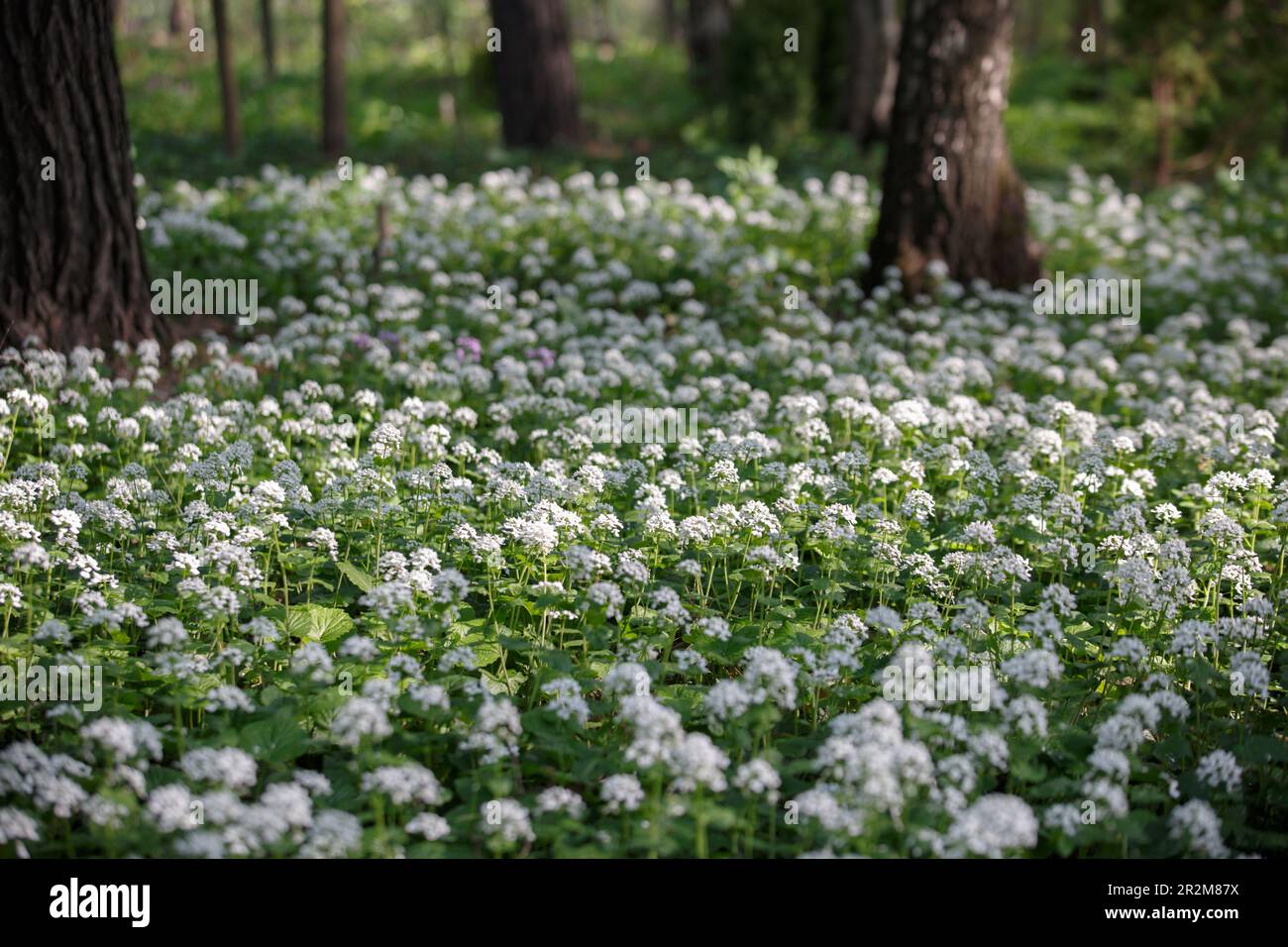 Arabis caucasica. Arabis alpina, mountain rockcress or alpine rock cress. White arabis caucasica flowers growing in the forest. Floral background. Gar Stock Photo