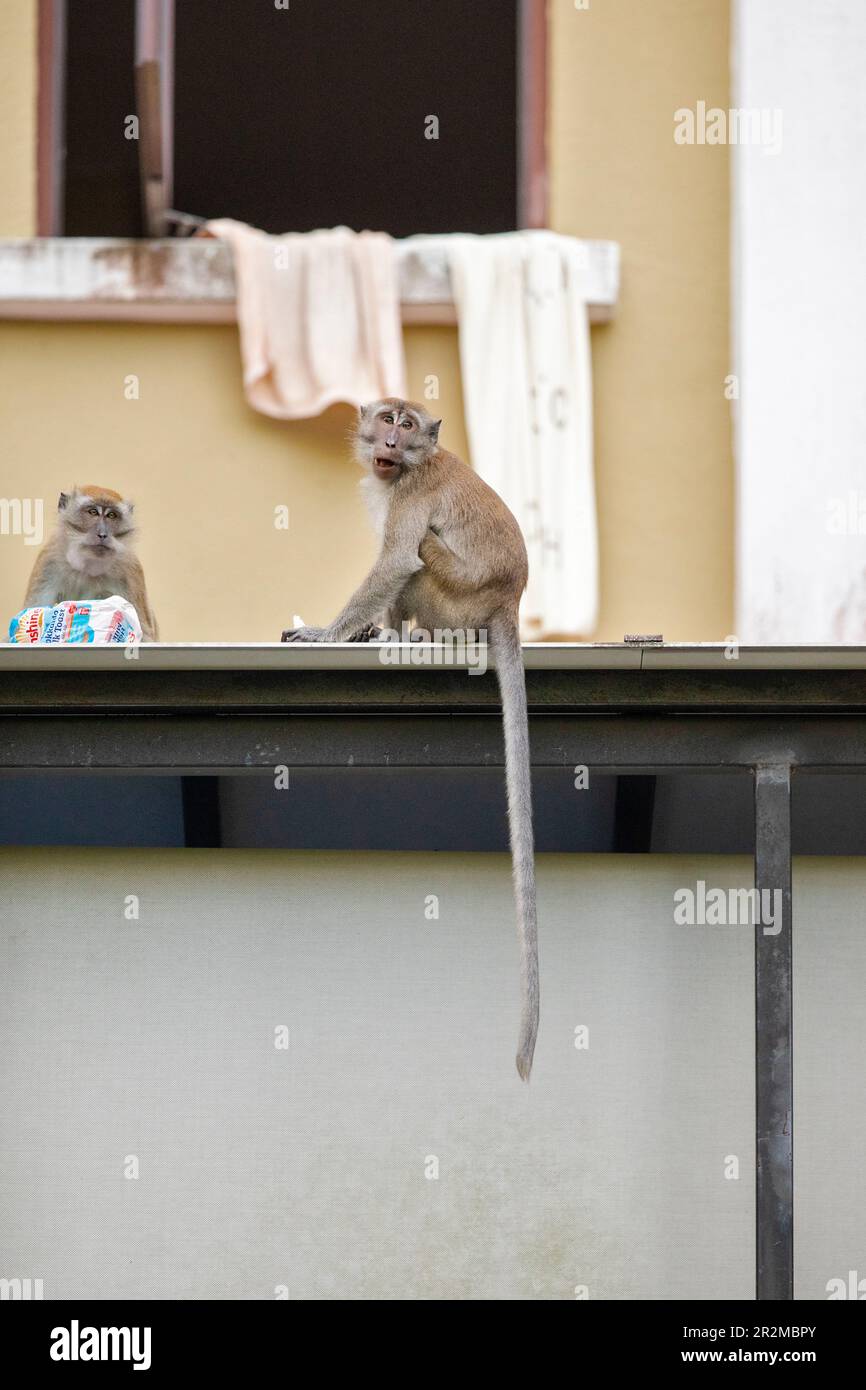 Two members of a long tailed macaque family eat bread from a cut loaf stolen from the house they're sitting on in Singapore Stock Photo