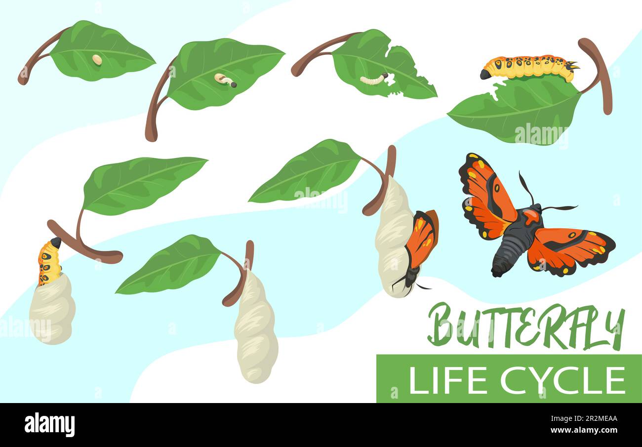 Butterfly life cycle cartoon vector illustration Stock Vector