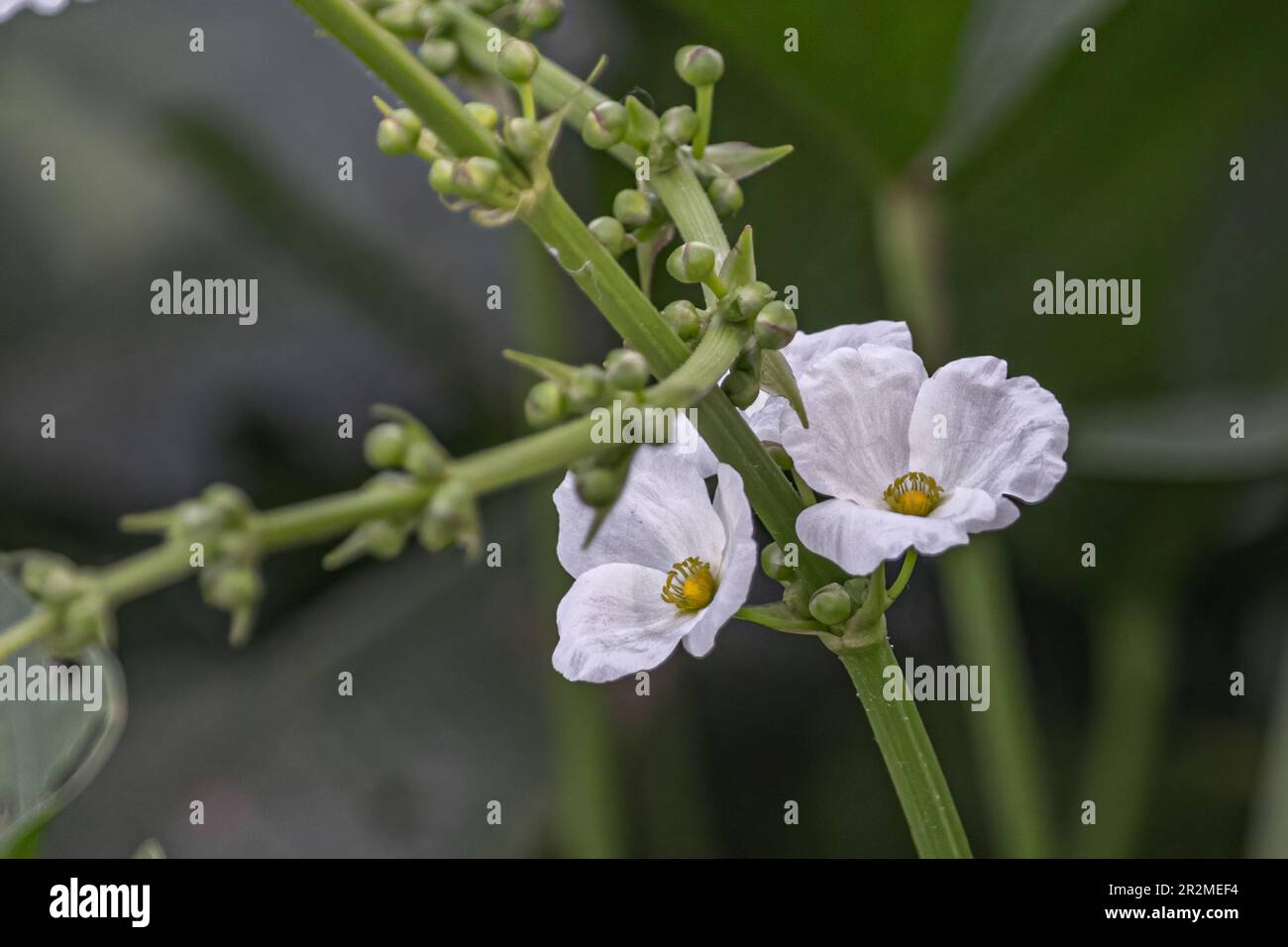 A pair of Echinodorus grandiflorus flower in lake Stock Photo