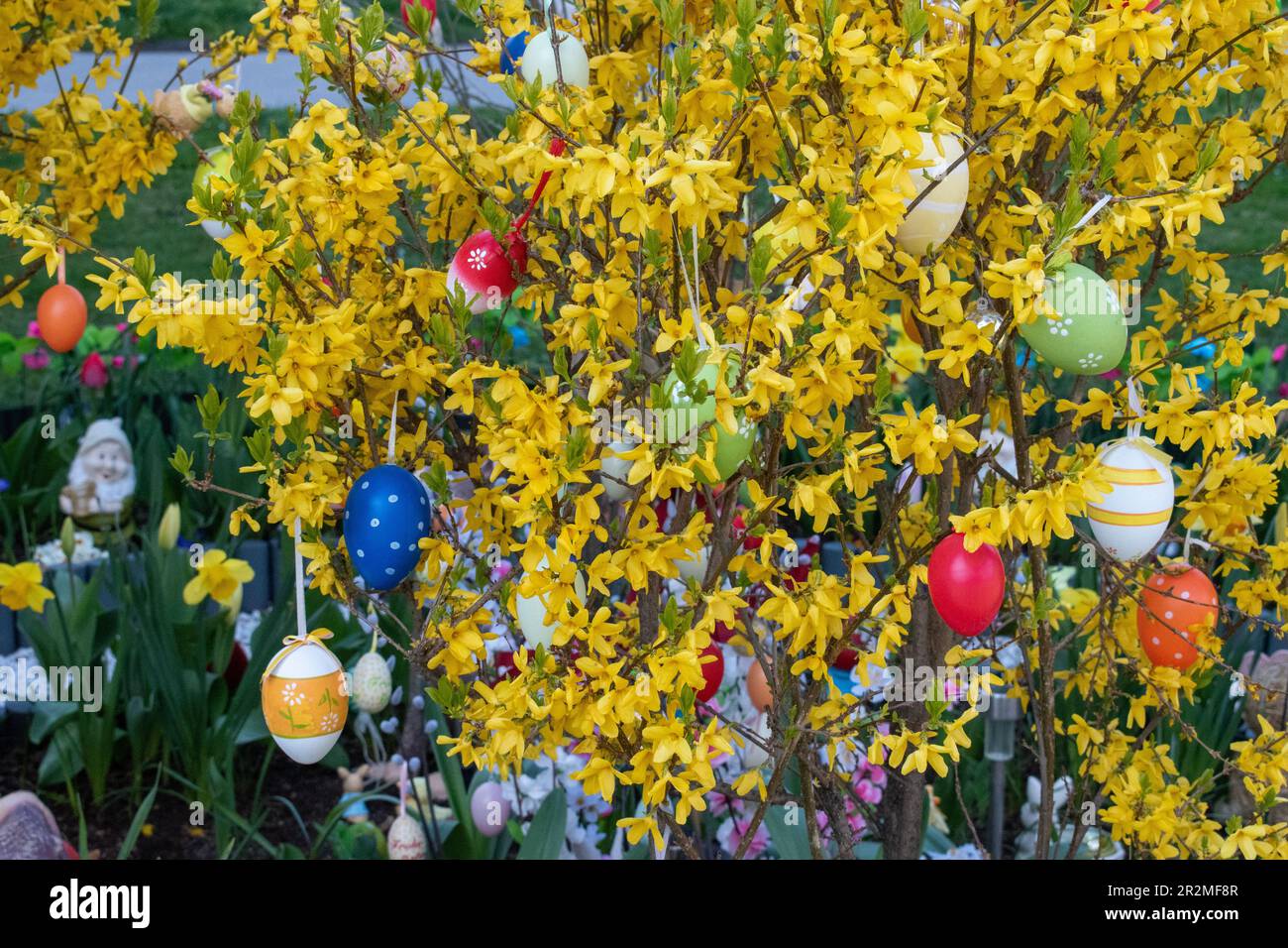 easter tree decorated with colorful easter eggs. austria, europe Stock Photo