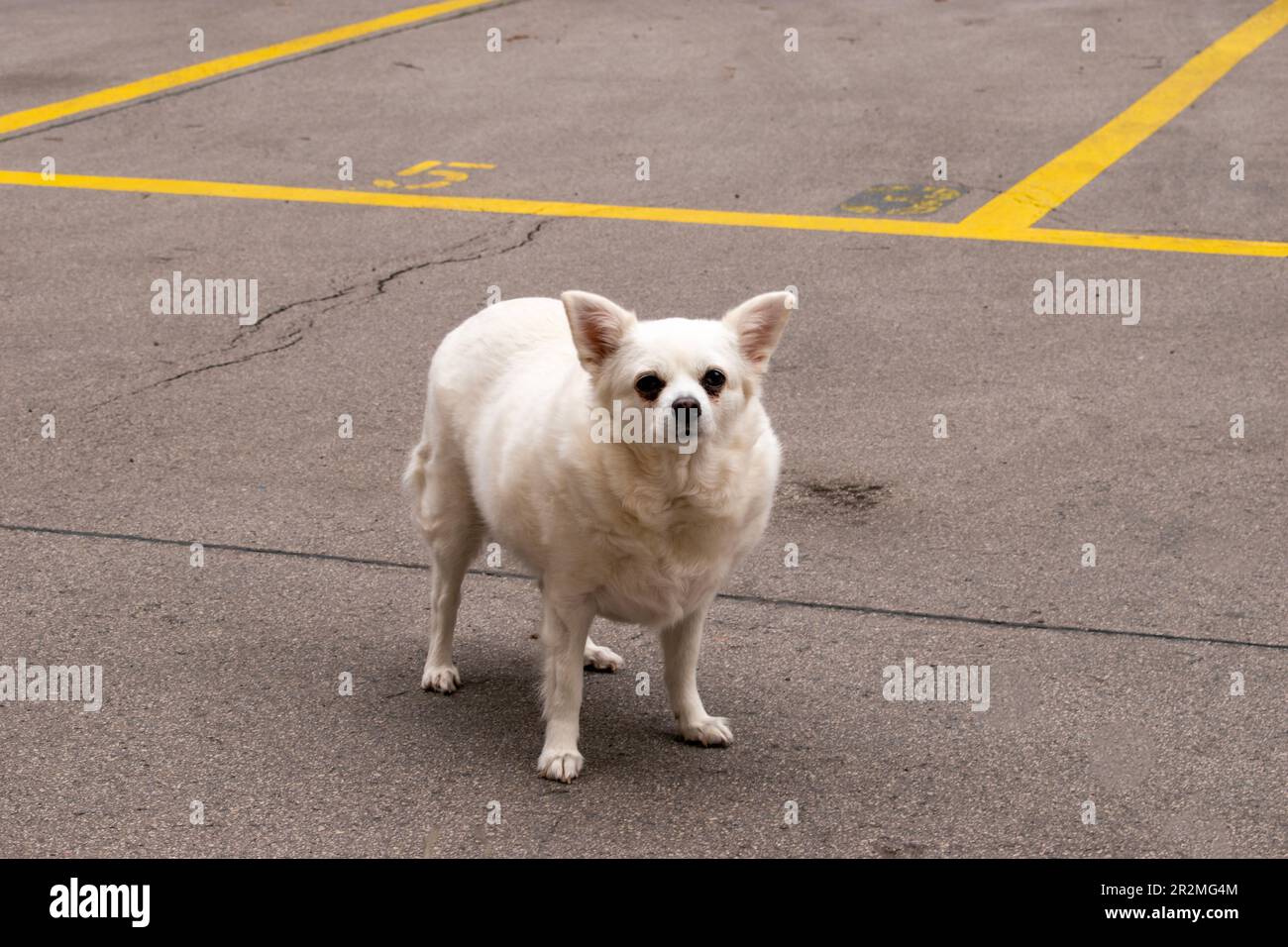 american eskimo dog, dog breed, urban pets on the street in the city of vienna Stock Photo