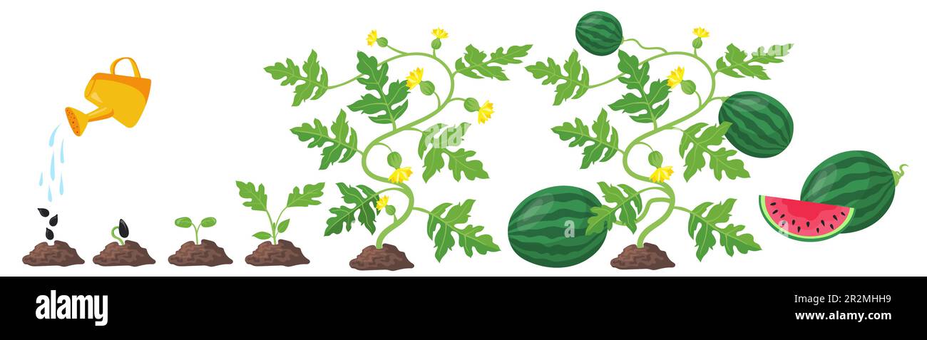 Process of watermelon plant growth Stock Vector
