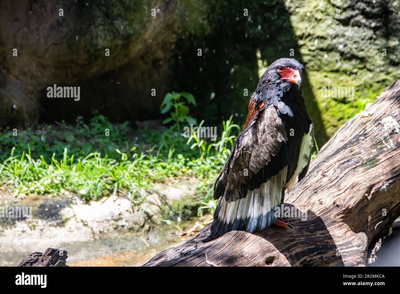 The bateleur or Terathopius ecaudatus is a medium-sized eagle in the family Accipitridae can be found in nature in Zimbabwe Stock Photo