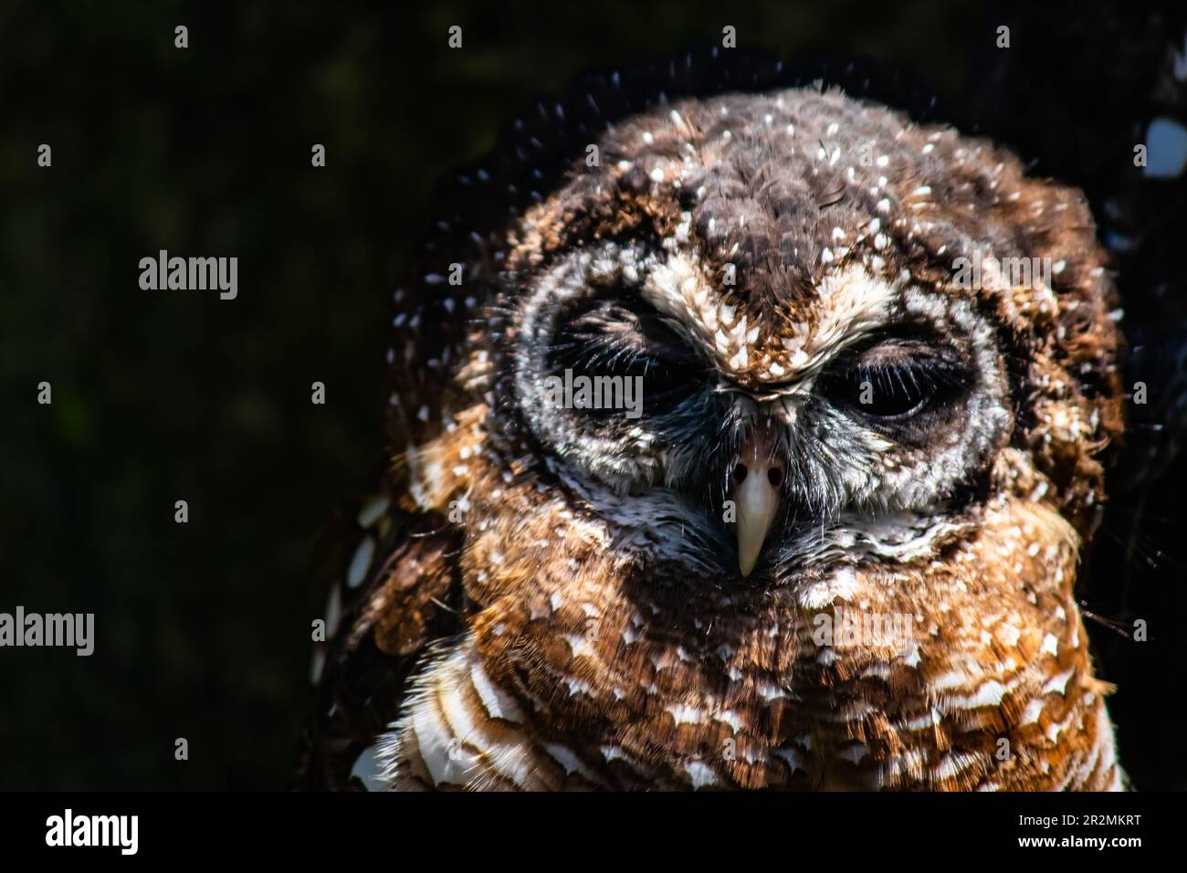 The Northern Spotted Owl Is A Threatened Species Native To The Old Growth Forests Of The Pacific