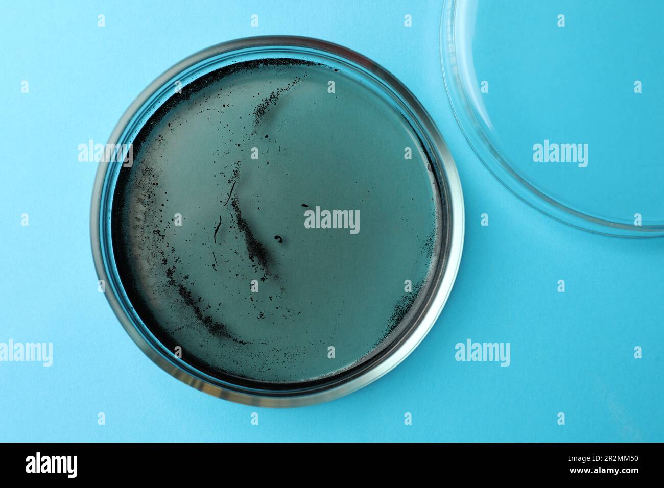 Petri dish with bacteria colony on light blue background, top view ...
