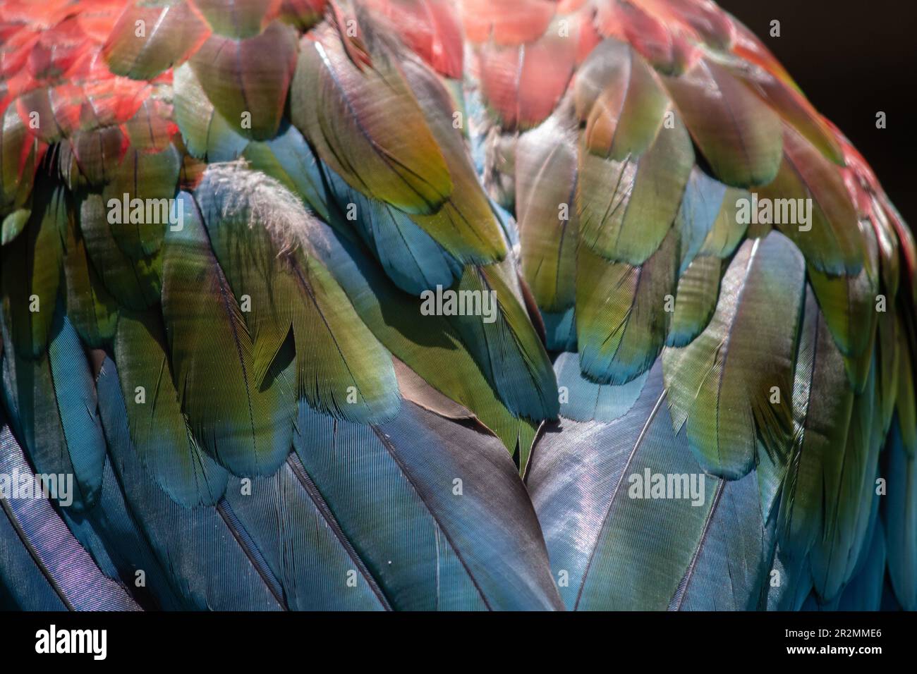 View of Details and close shoots of gorgeous multicolored macaw as bird fauna ...