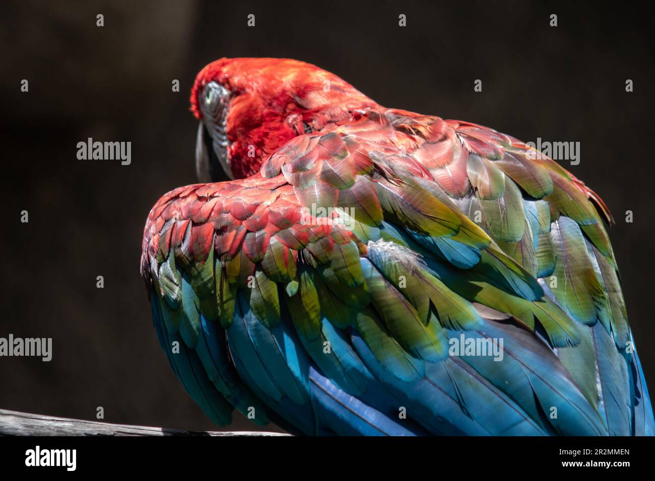 Image showcasing Details and close shoots of gorgeous multicolored macaw as bird fauna ...