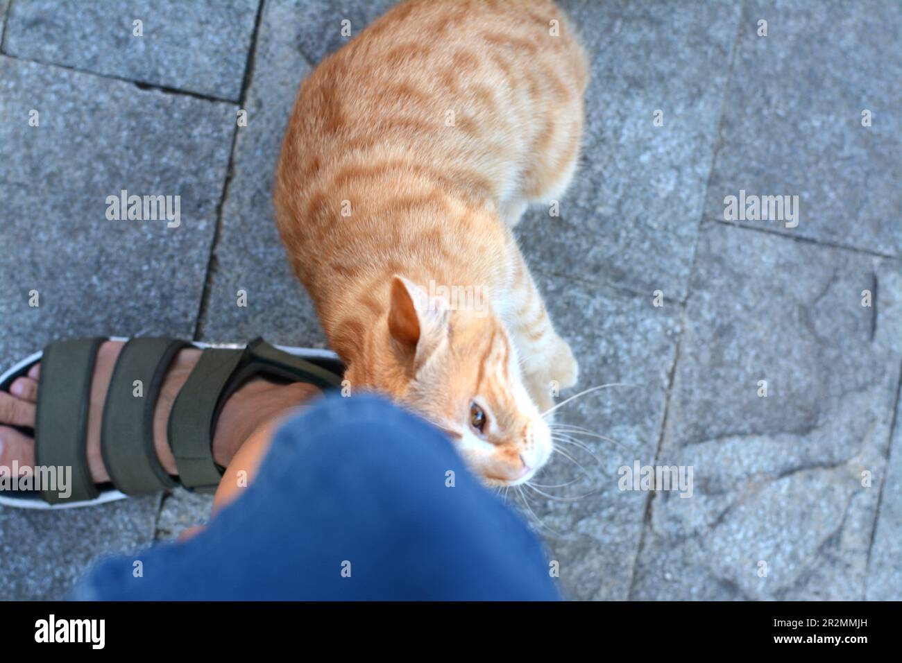 Cute stray cat rubbing against woman's leg outdoors, top view. Homeless