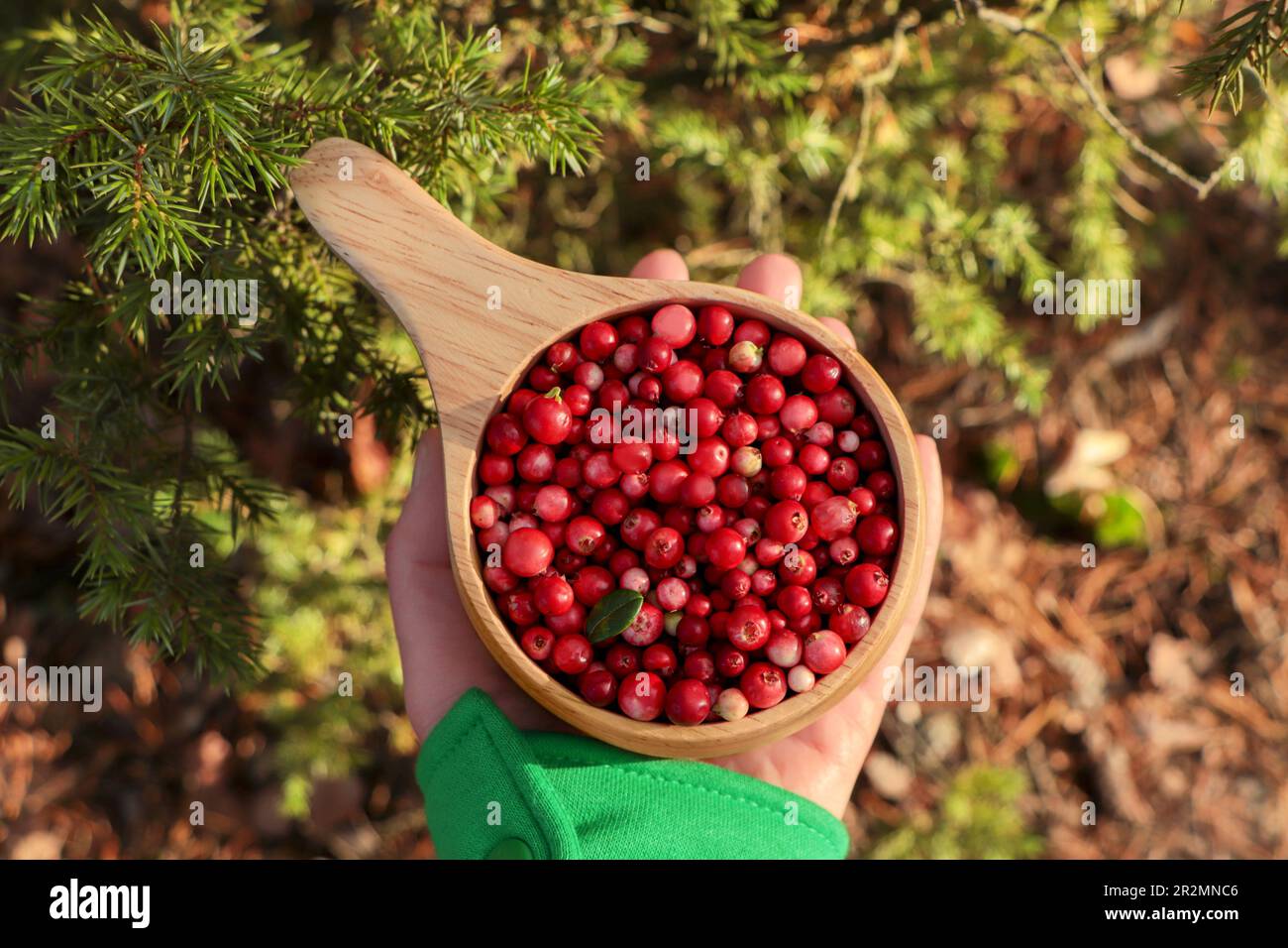 Woman holding cup with tasty lingonberries near spruce tree, top view Stock Photo
