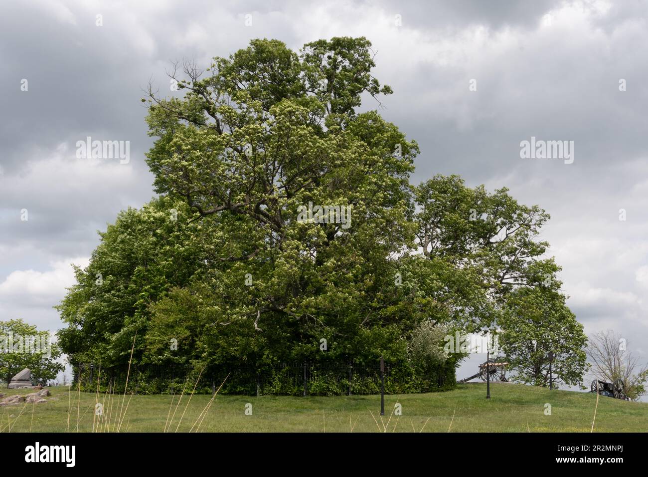 Copse of Trees from the Rear, Gettysburg Pennsylvania USA Stock Photo ...