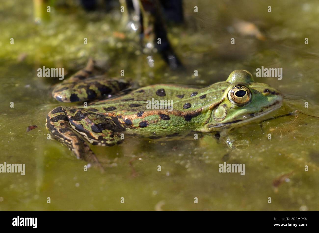 Closeup of an edible frog at the botanical garden in Kassel Stock Photo