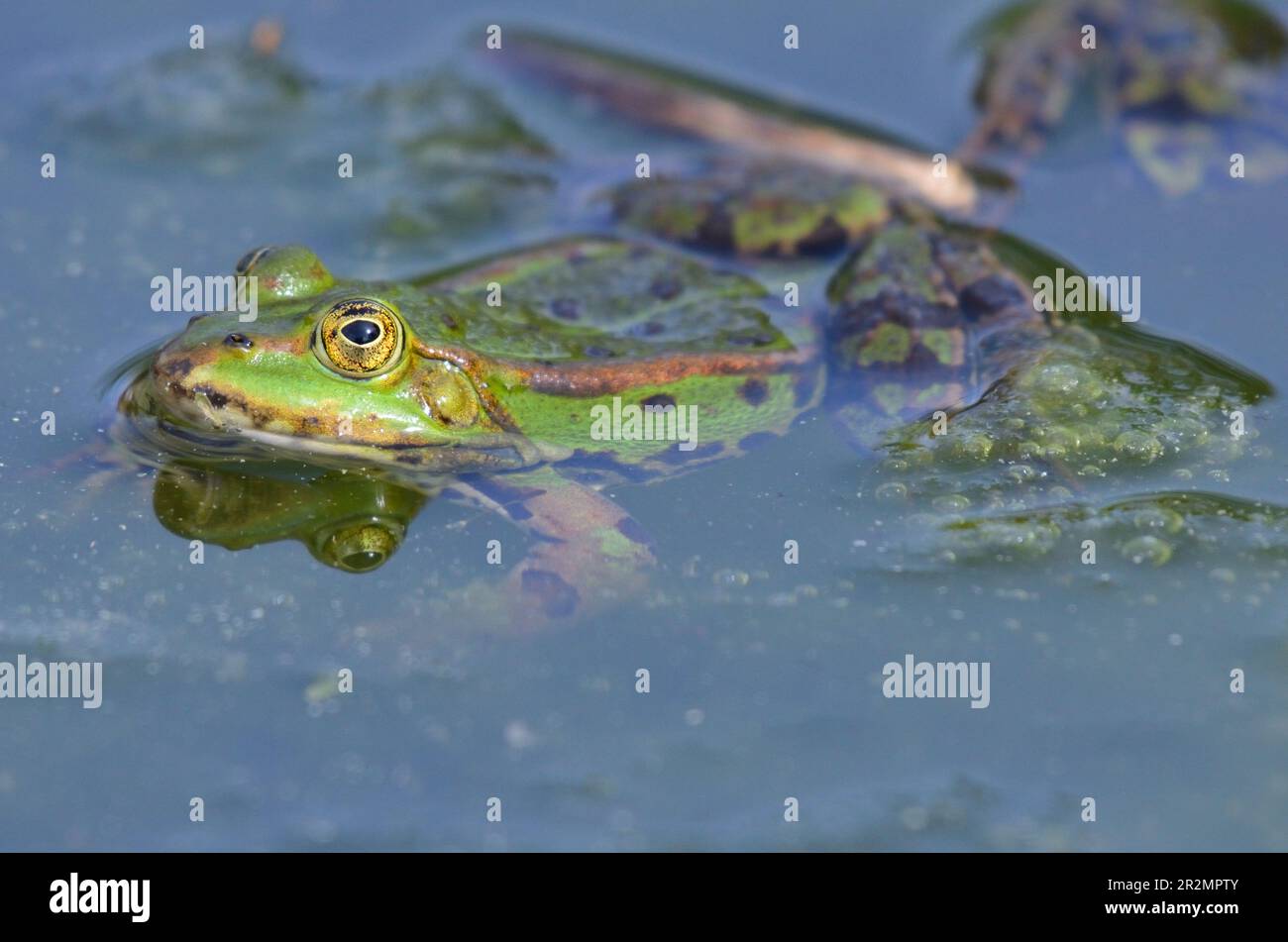 Portrait of an edible frog at the botanical garden in Kassel Stock Photo
