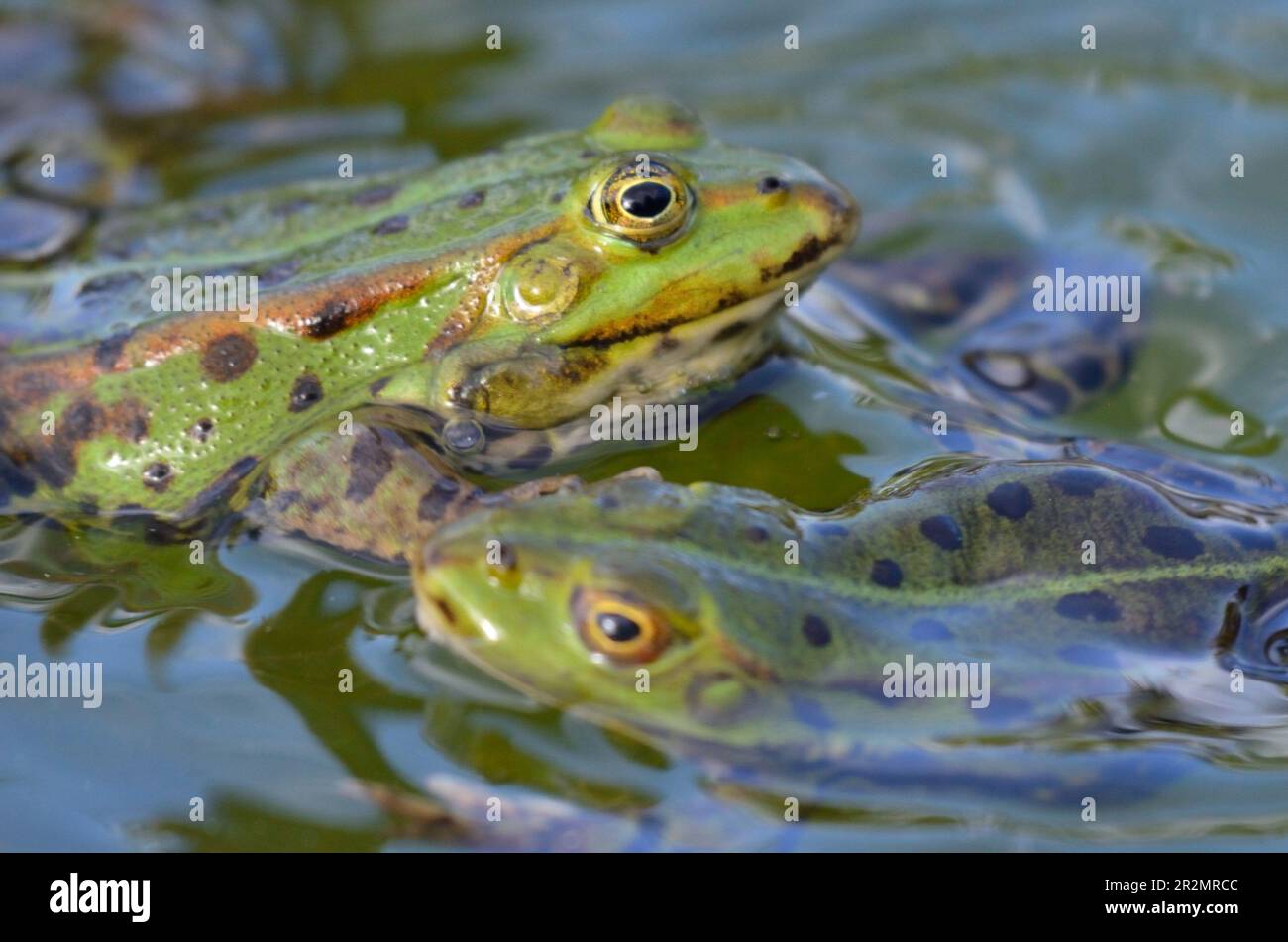 Portrait of an edible frog at the botanical garden in Kassel Stock Photo