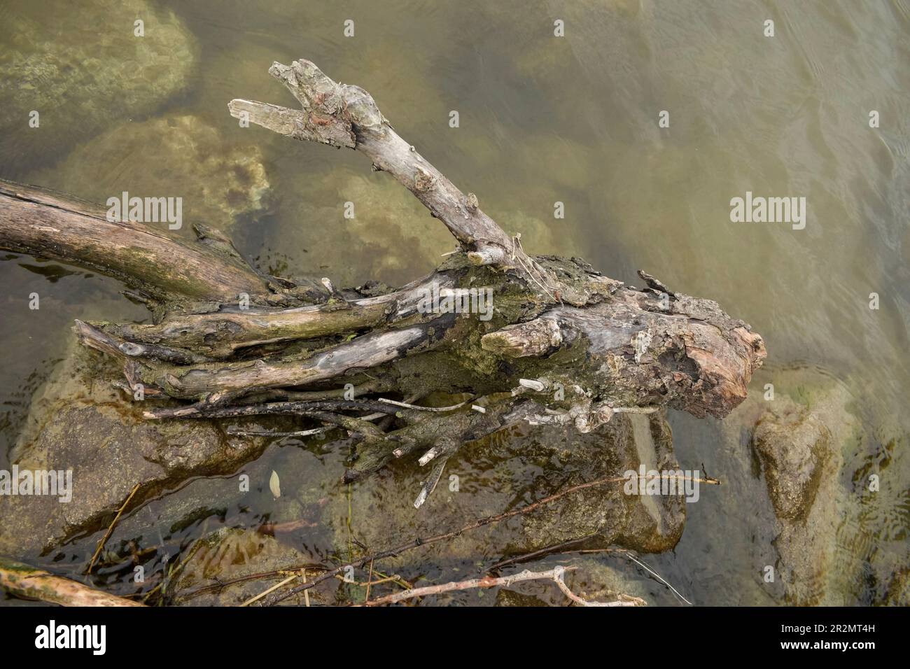 driftwood on the danube river Stock Photo