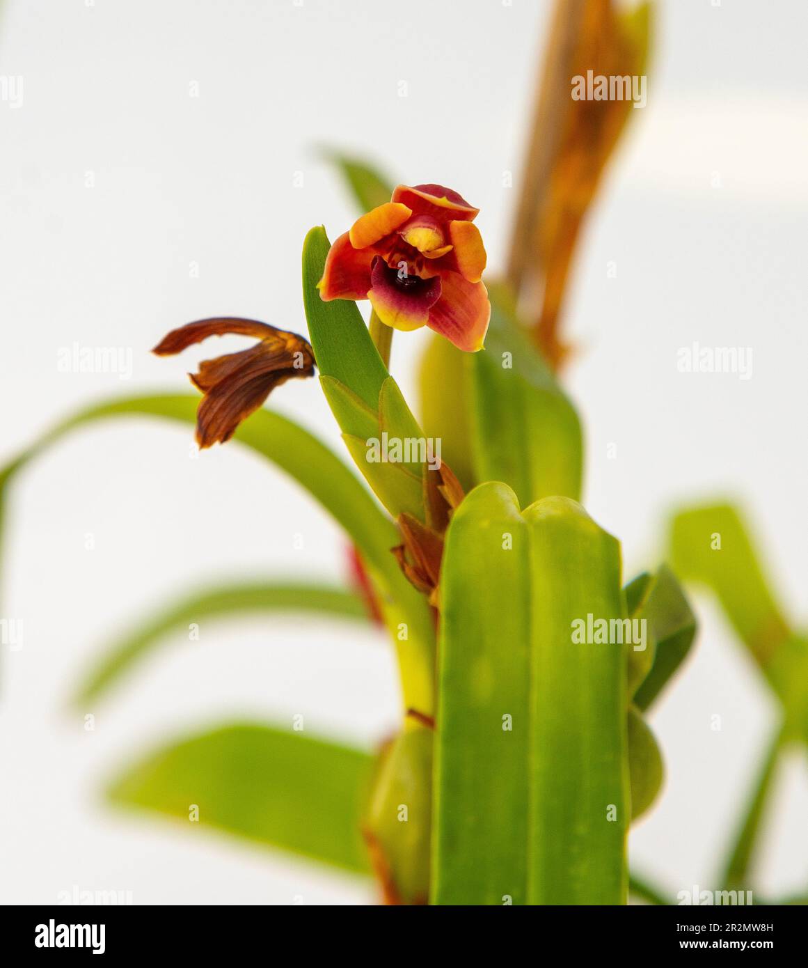Maxillaria Variabilis Red orange yellow flower buds. Phalaenopsis flowering of a rare of orchids. White background. Big flowers pot garden cattleya orchidaceae family. Stock Photo