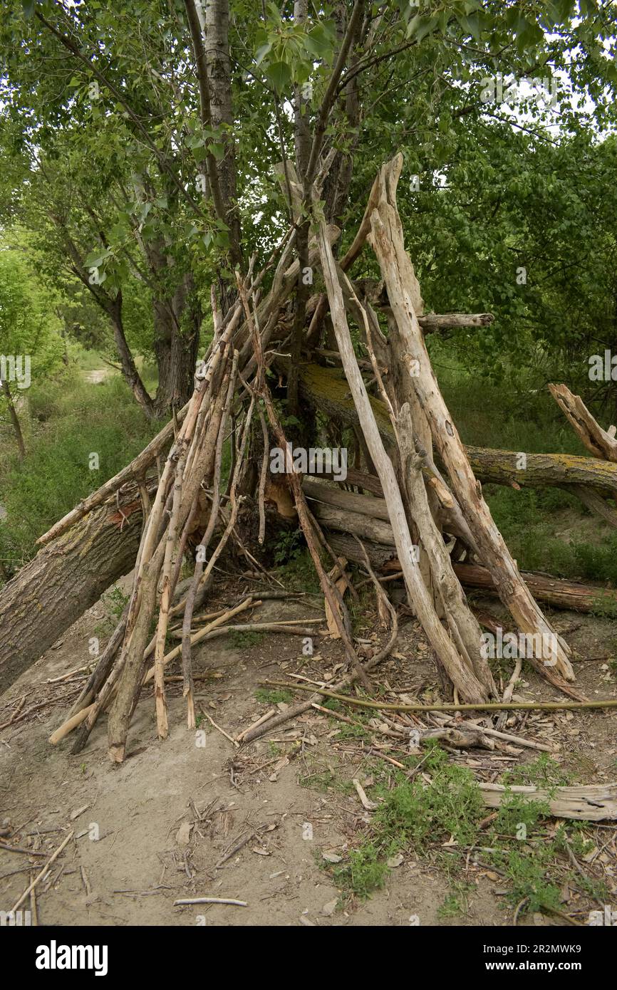 survival shelter in the forest. shelter in the woods from tree branches