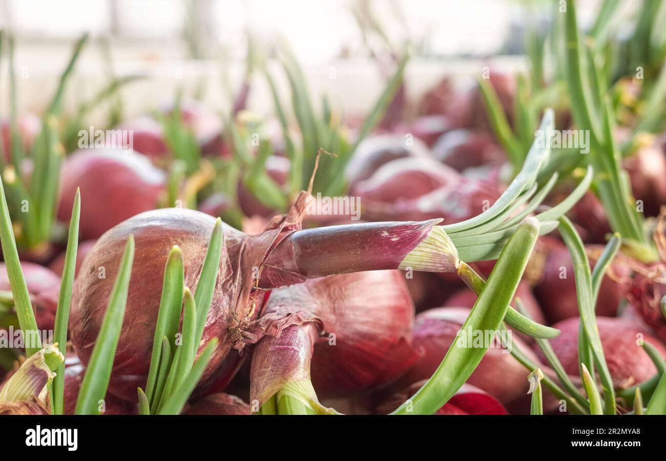 Sprouting In Onion Picture of organic sprouting onion, selective focus Stock Photo - Alamy