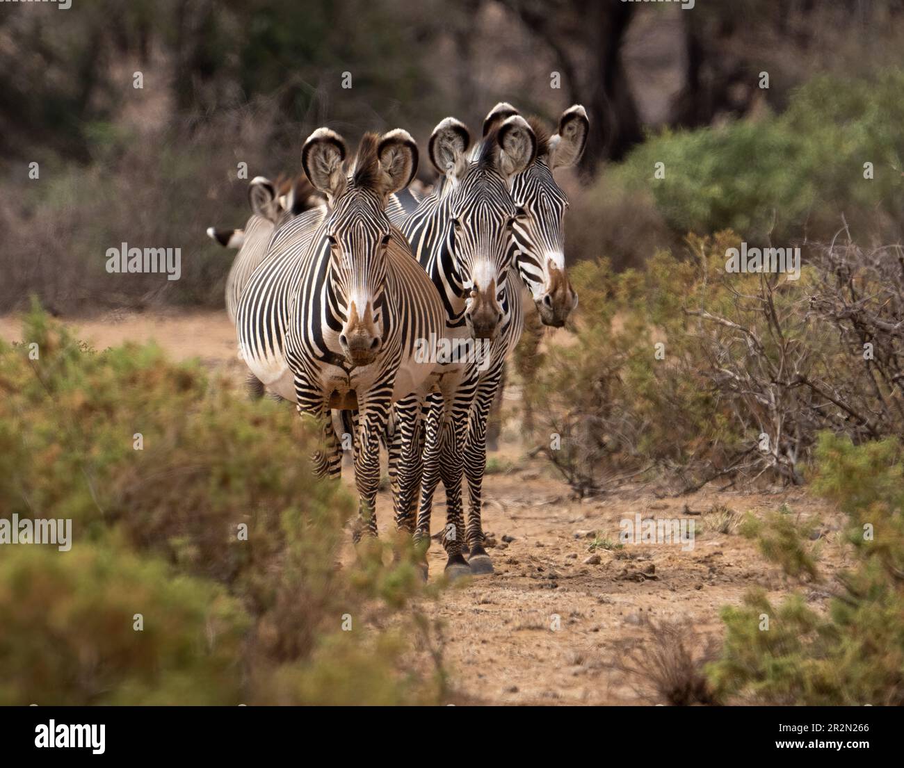 Grey's Zebras side by side looking forward in Samburu National Reserve, Kenya, East Africa Stock Photo