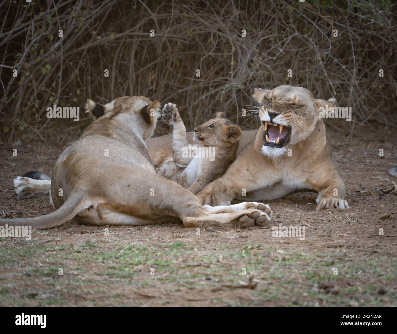 Two lionesses growling with cubs in Samburu National Reserve, Kenya, East Africa Stock Photo