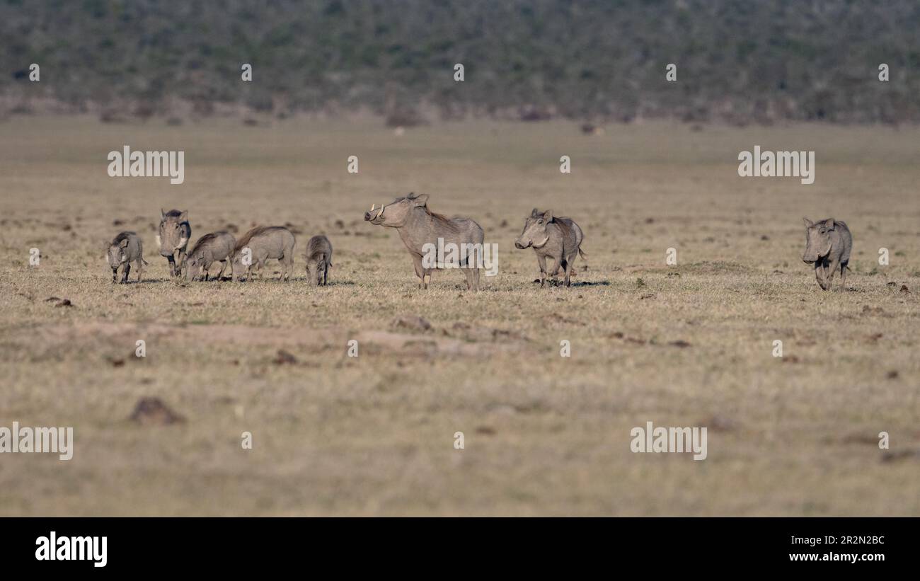 Large family of warthogs (Phacochoerus africanus) in the desert of
