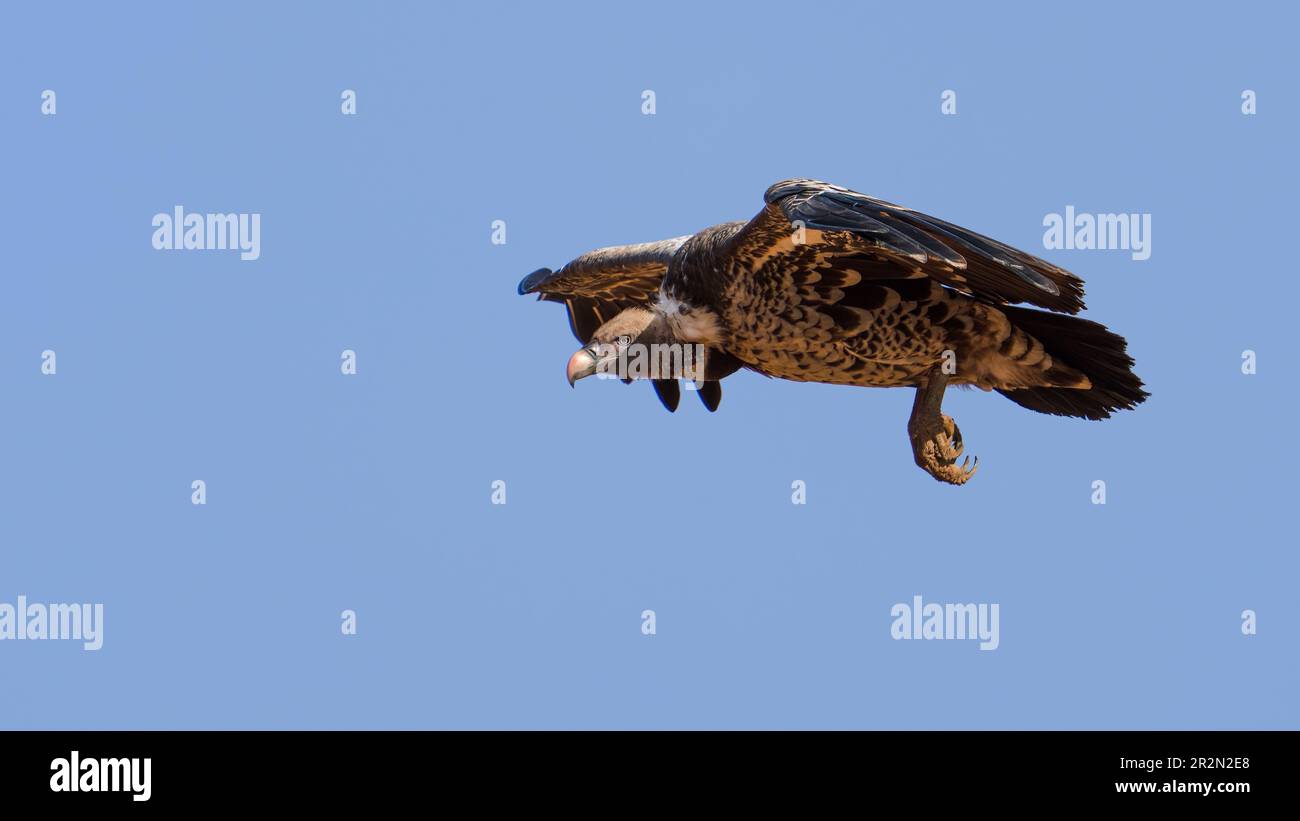 Ruppell's Griffon Vulture flying, surveying the ground below. Samburu National Reserve, Kenya