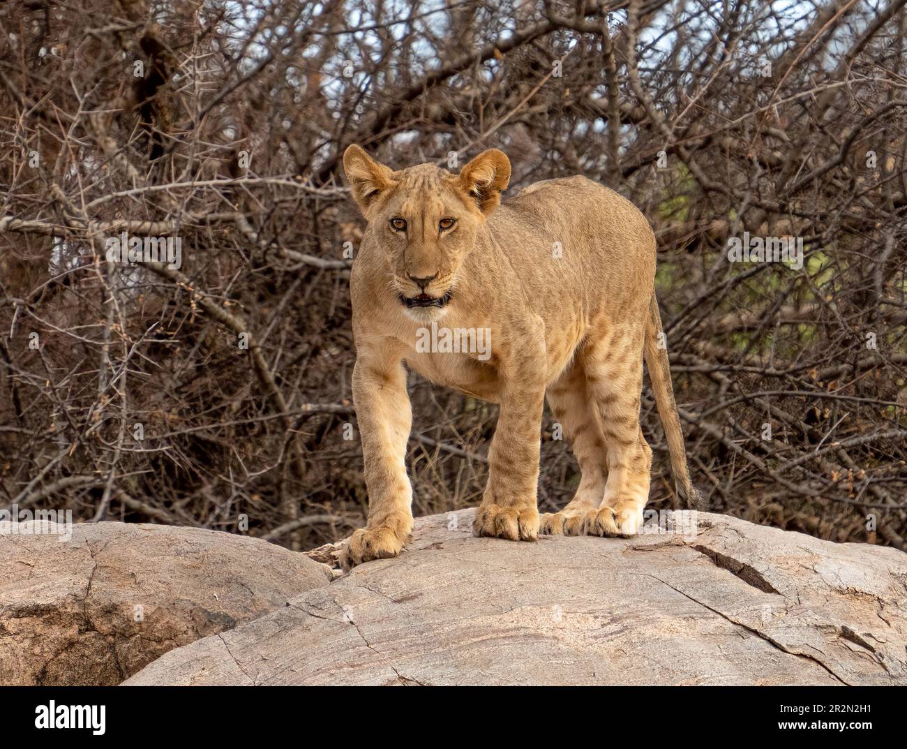 Young lion walking on the rocks growling, Samburu National Reserve, Kenya, East Africa Stock Photo